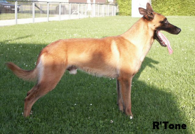 les chiens-rtone-012.jpg